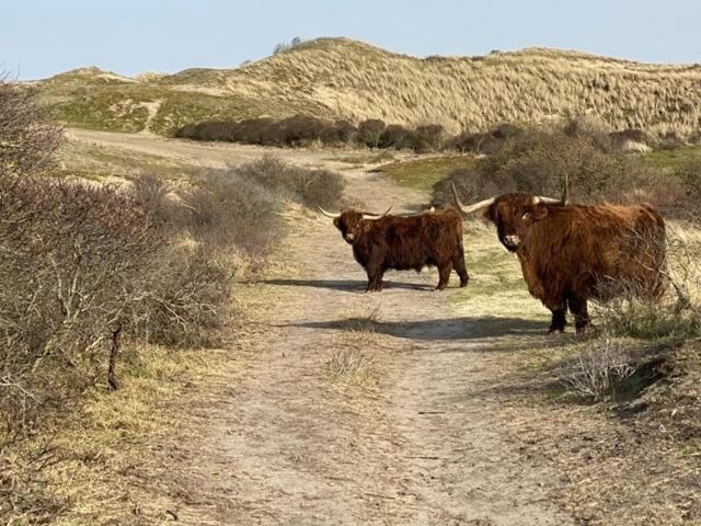 Bundi Beach Egmond aan Zee Dış mekan fotoğraf